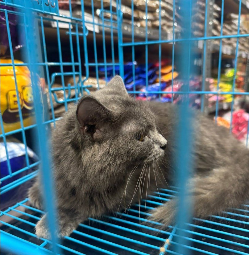Kucing abu-abu di dalam kandang di Deas Petshop